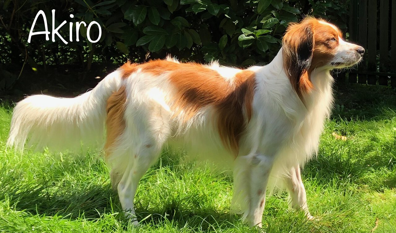 Akiro van de Waterlelie Kooiker Kooikerhondje Akiro van de Waterlelie