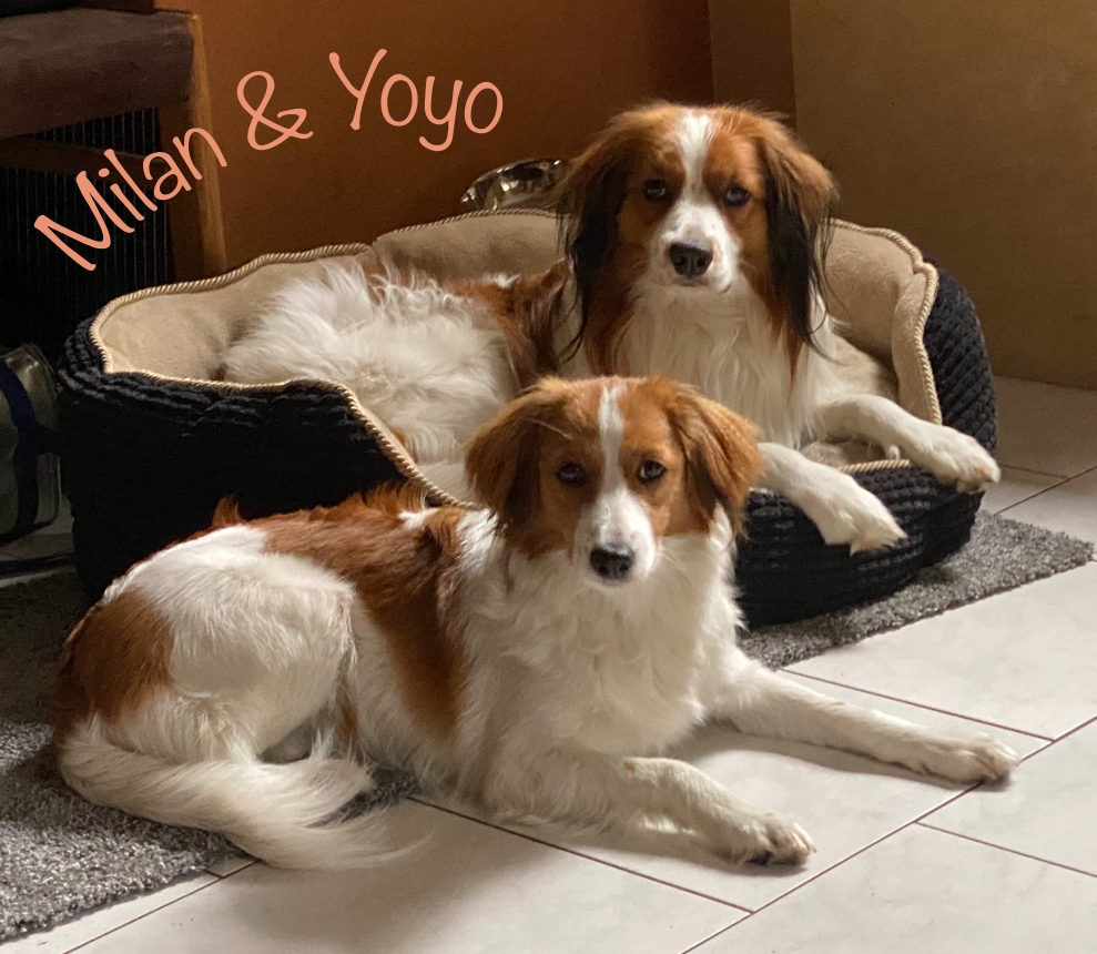 IMG_7644 Milan und Yoyo