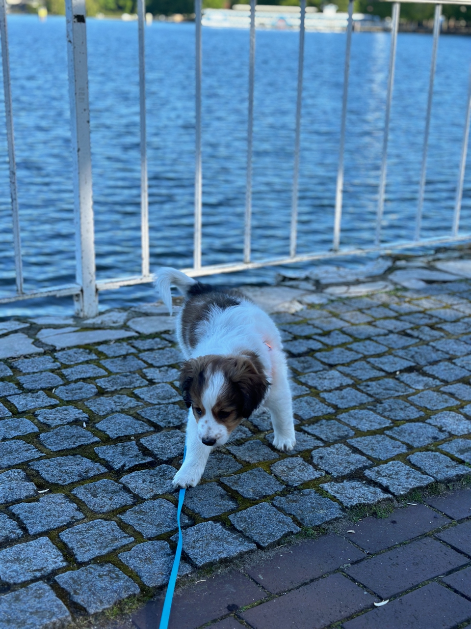 Bentje von den Berliner Pfötchen