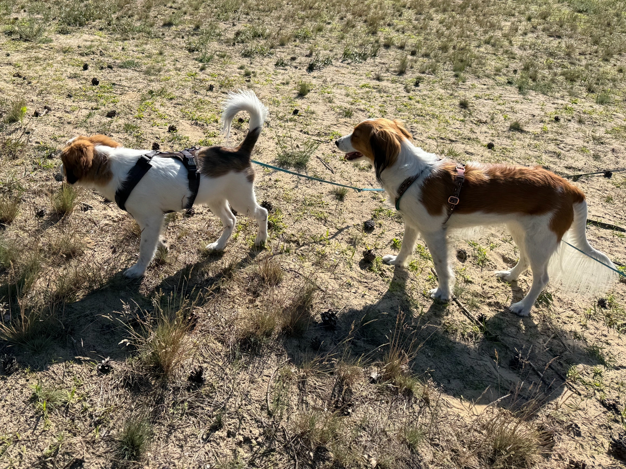 Kooikerhondje Bentje und Yoyo