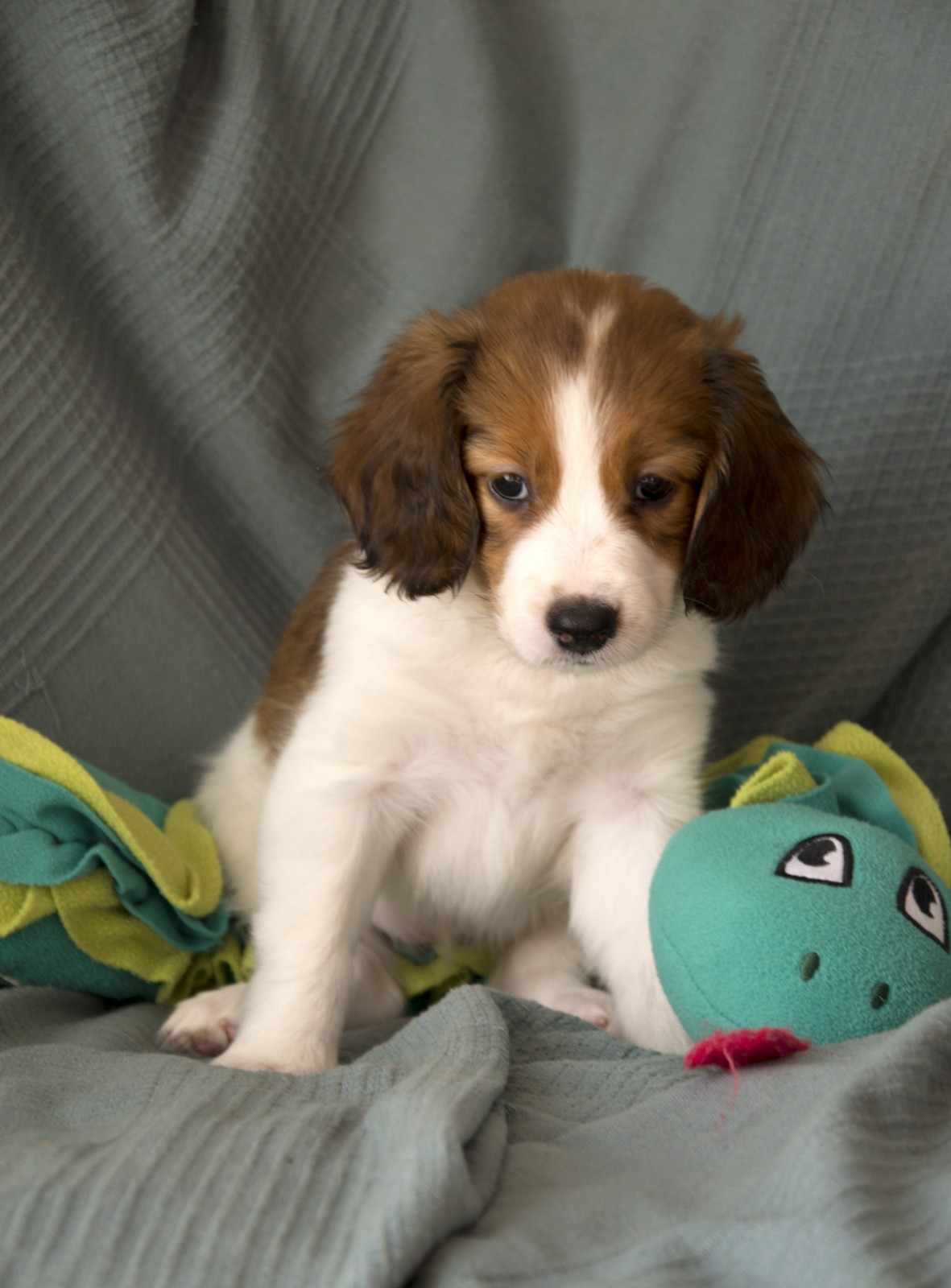 Kooikerhondje Welpe Bonnie