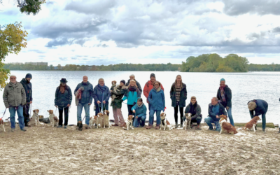 Kooikerspaziergang am Tegeler See