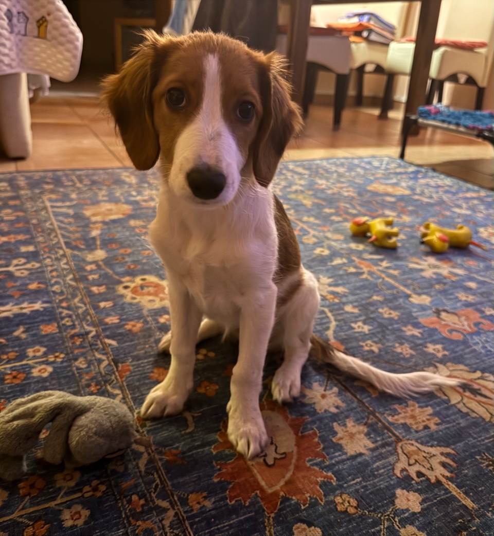 Kooikerhondje Bonnie