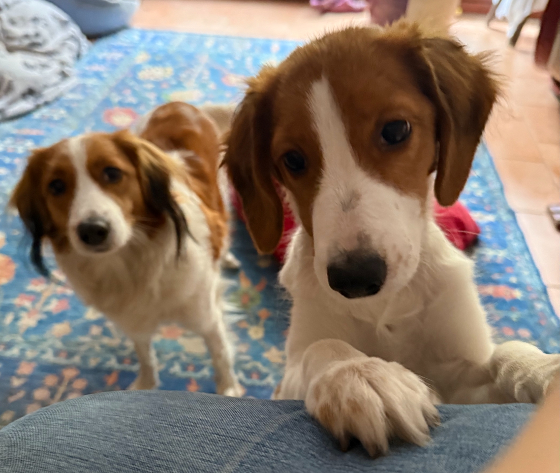 Kooikerhondje