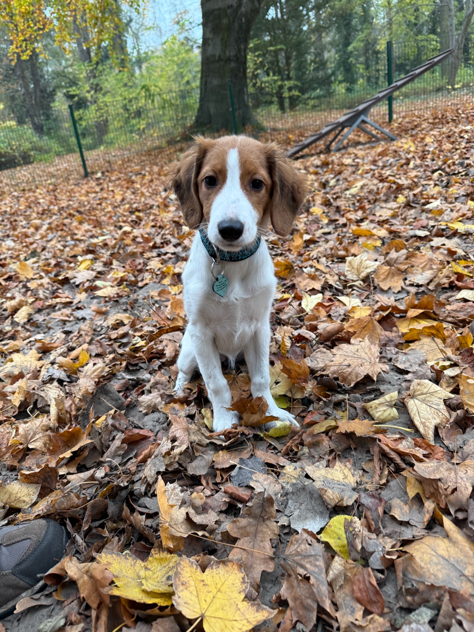 Bonnie Kooikerhondje