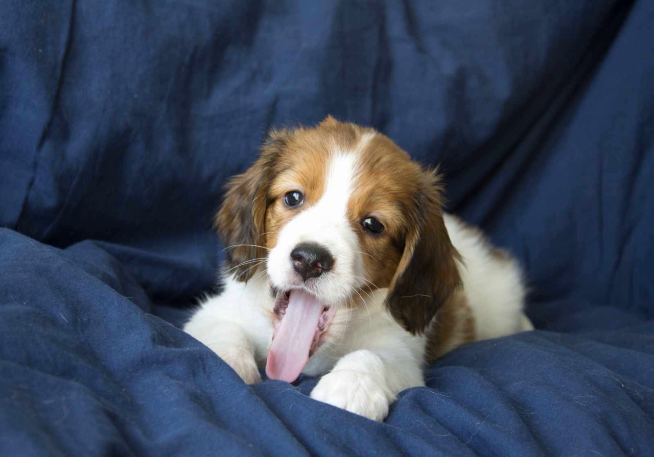 Kooikerhondje Welpe