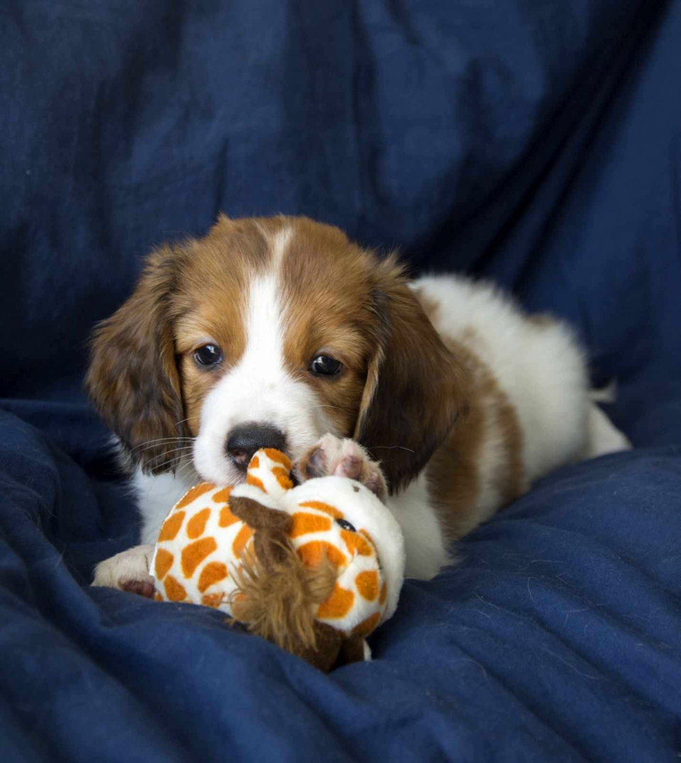 Kooikerhondje Welge