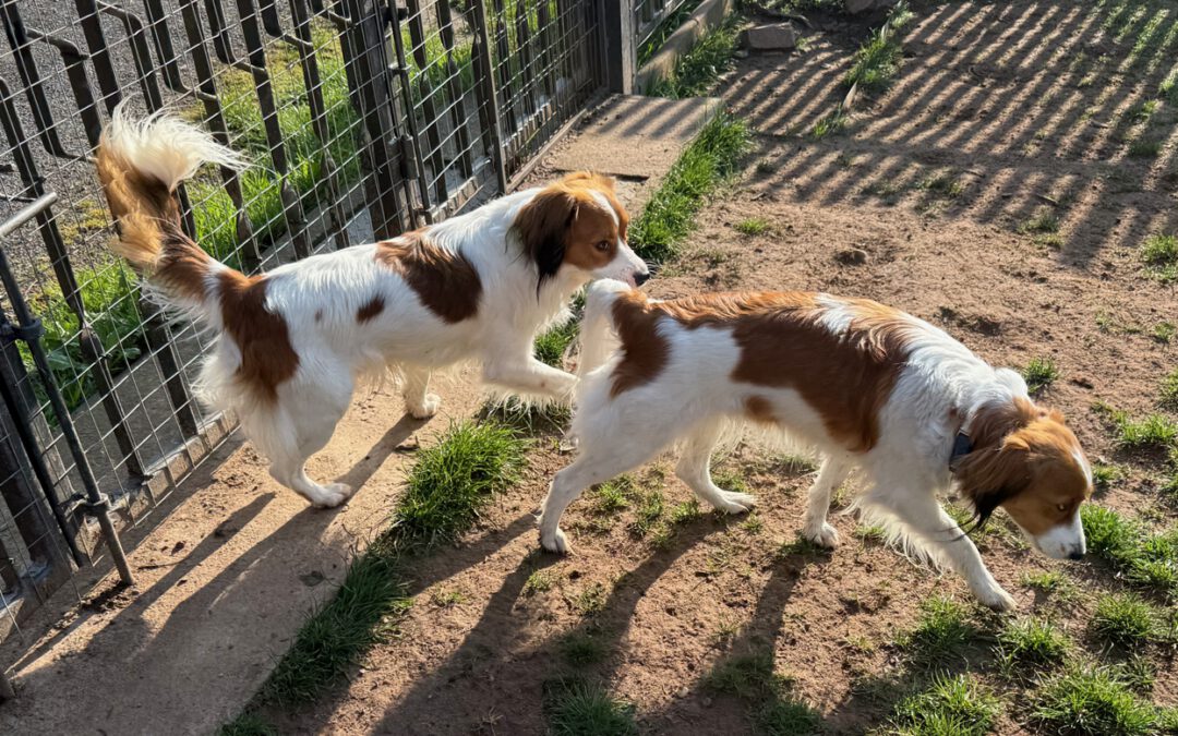 Yoyo und Zoran