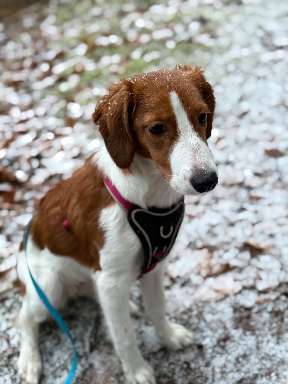 IMG_1342 Kooikerhondje Bonnie