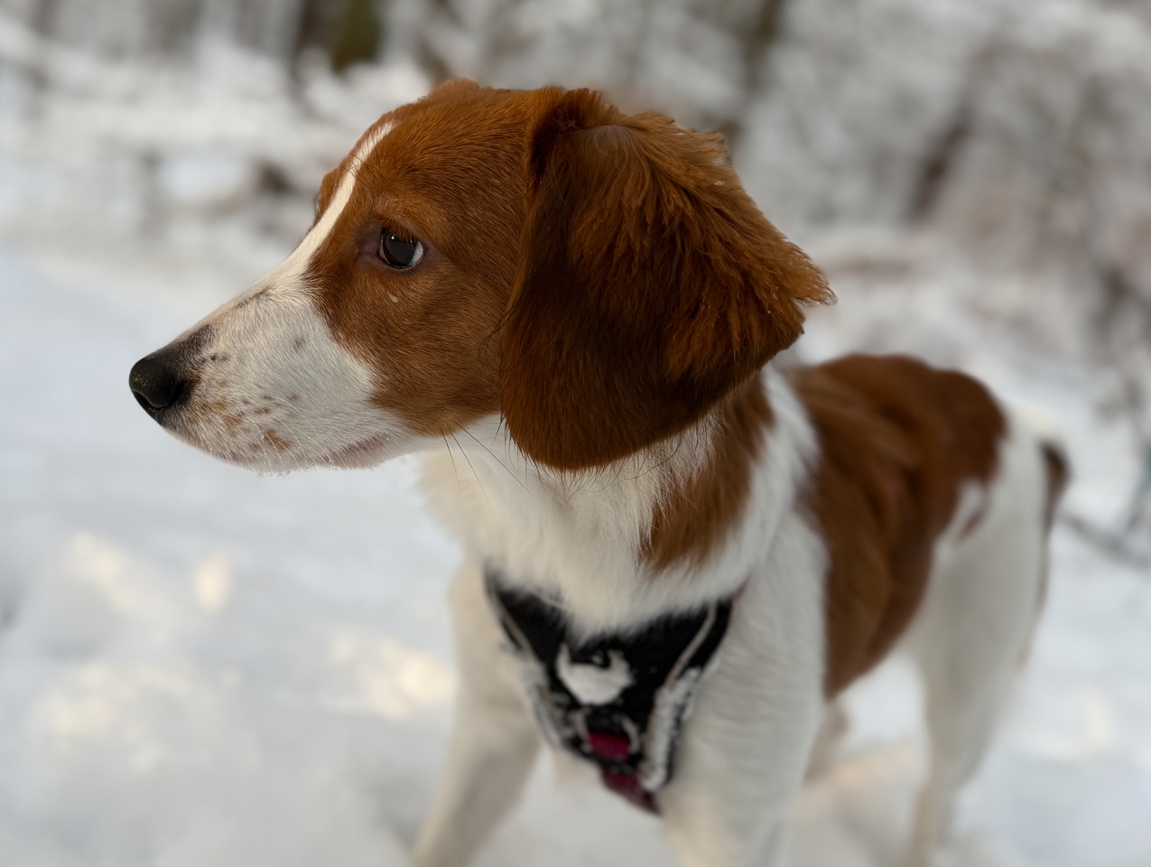 IMG_1970 Kooikerhondje Bonnie