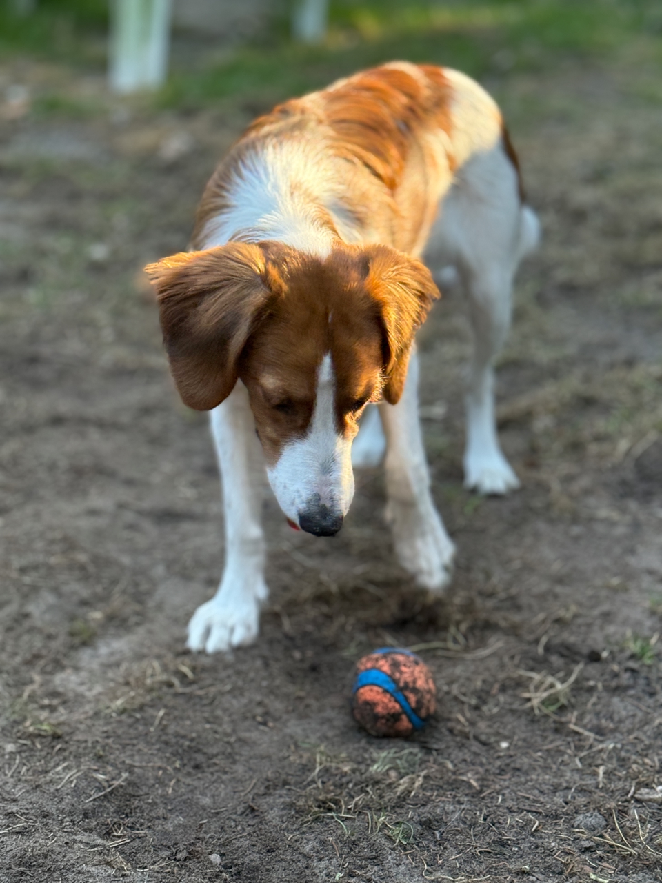 IMG_2358 Kooikerhondje Bonnie