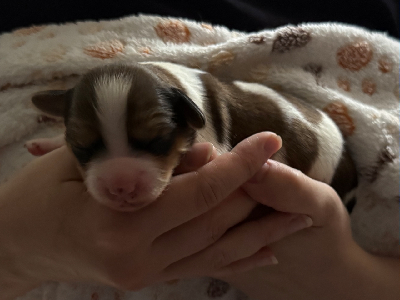Kooikerhondje Welpen