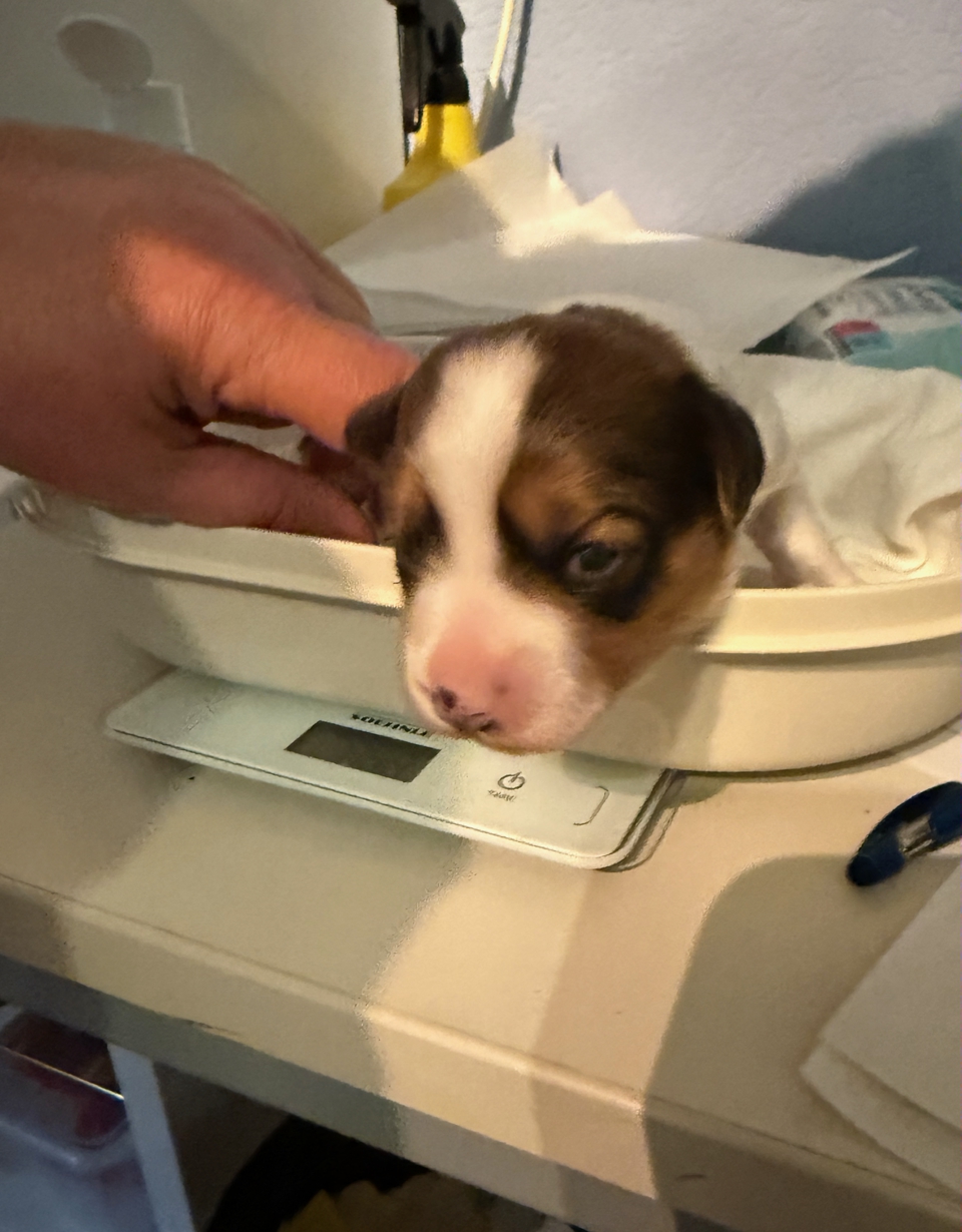 Kooikerhondje Welpen beim Wiegen
