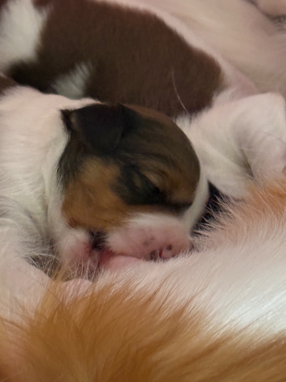 Kooikerhondje Welpen beim Säugen