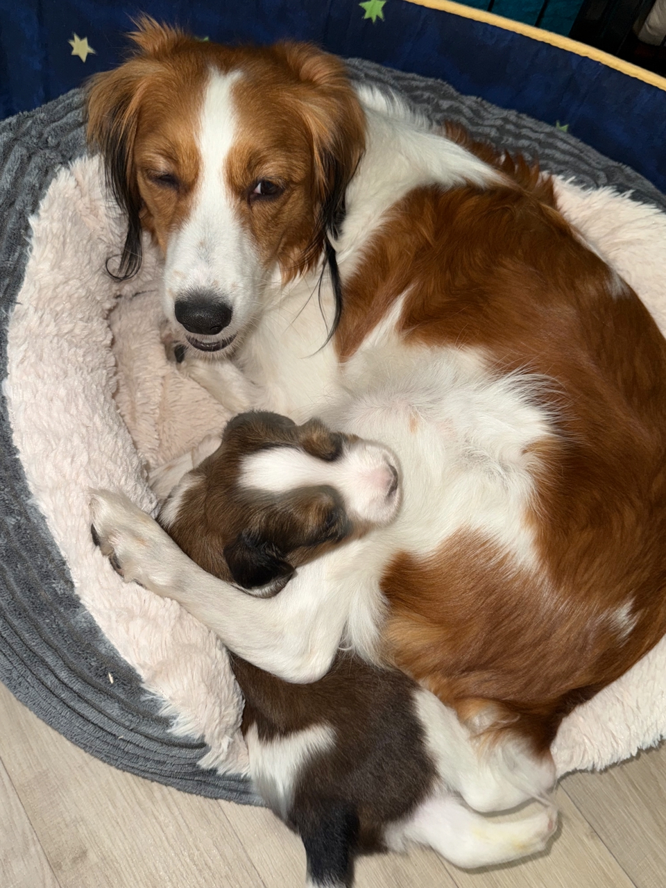 Kooikerhondje Welpen
