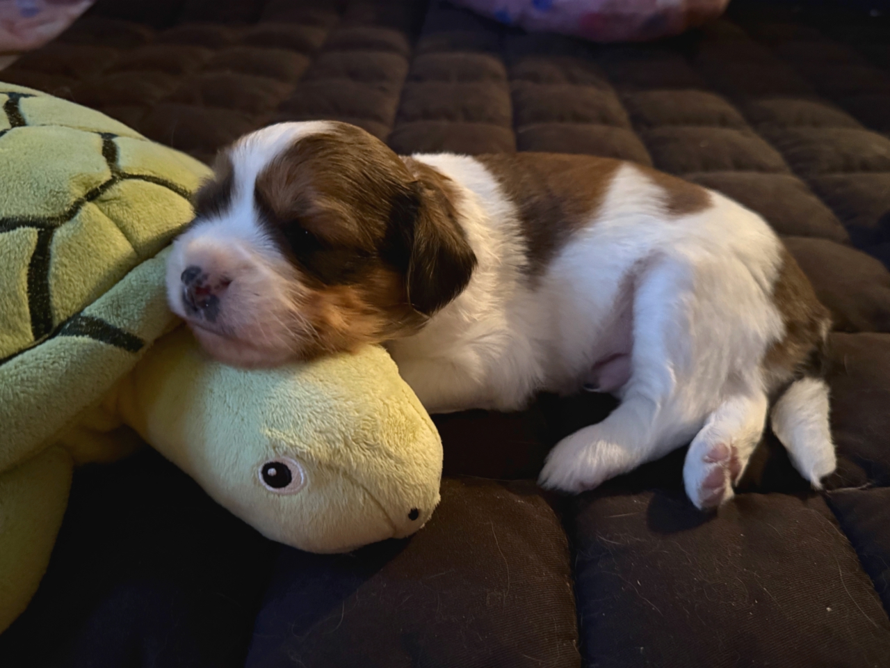 Kooikerhondje Welpen