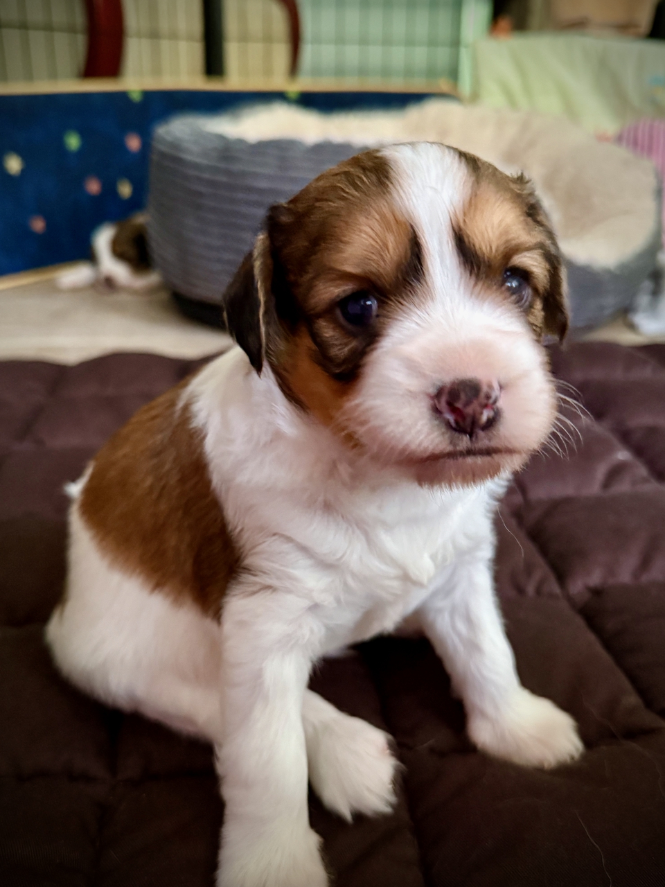 Kooikerhondje Welpen