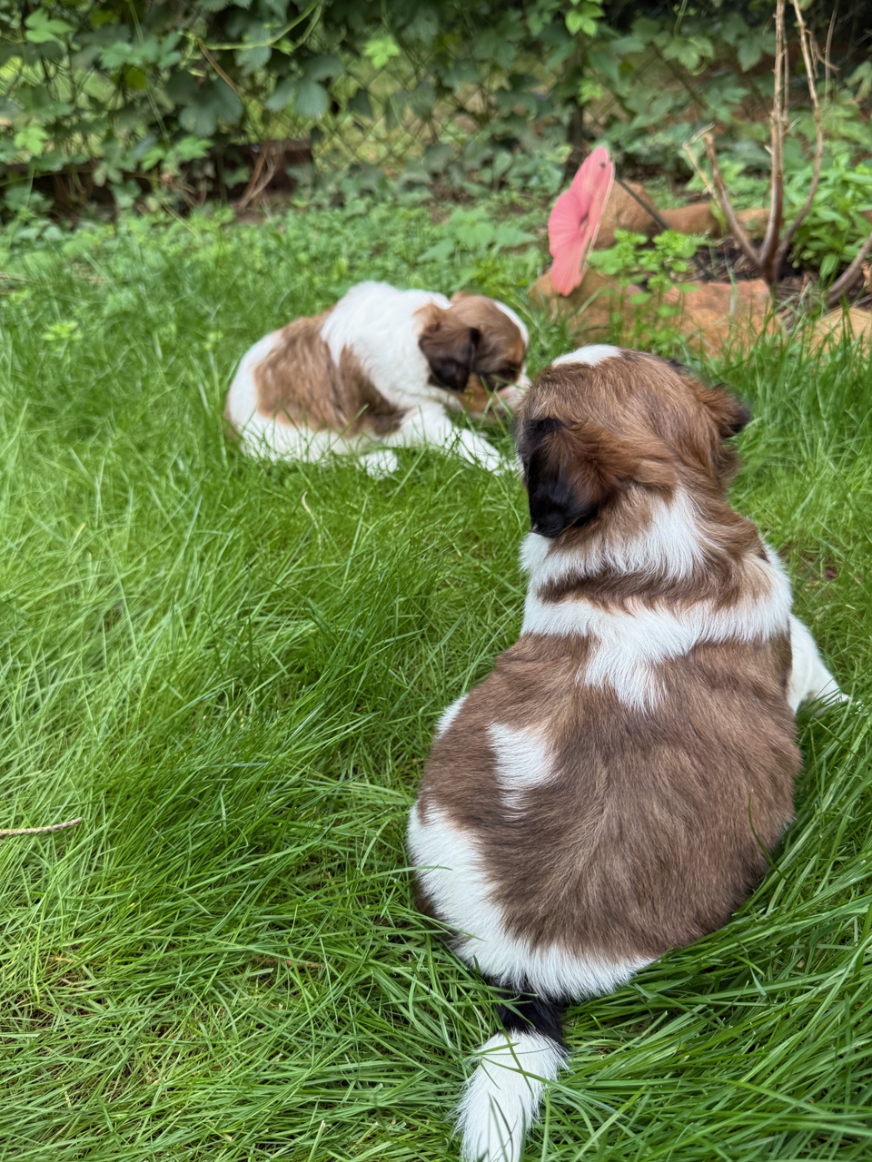 Kooikerhondje Welpen