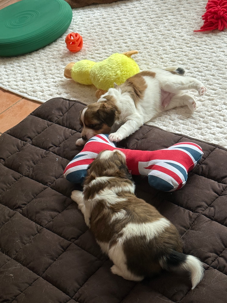 Kooikerhondje Welpen