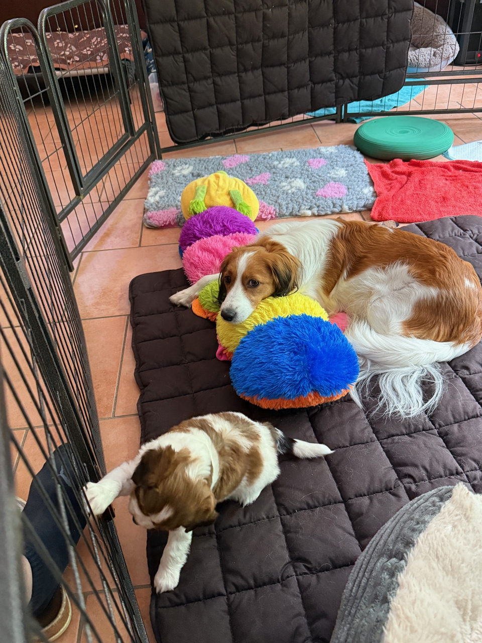 Kooikerhondje Welpen
