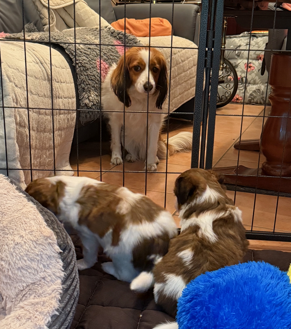 Kooikerhondje Welpen
