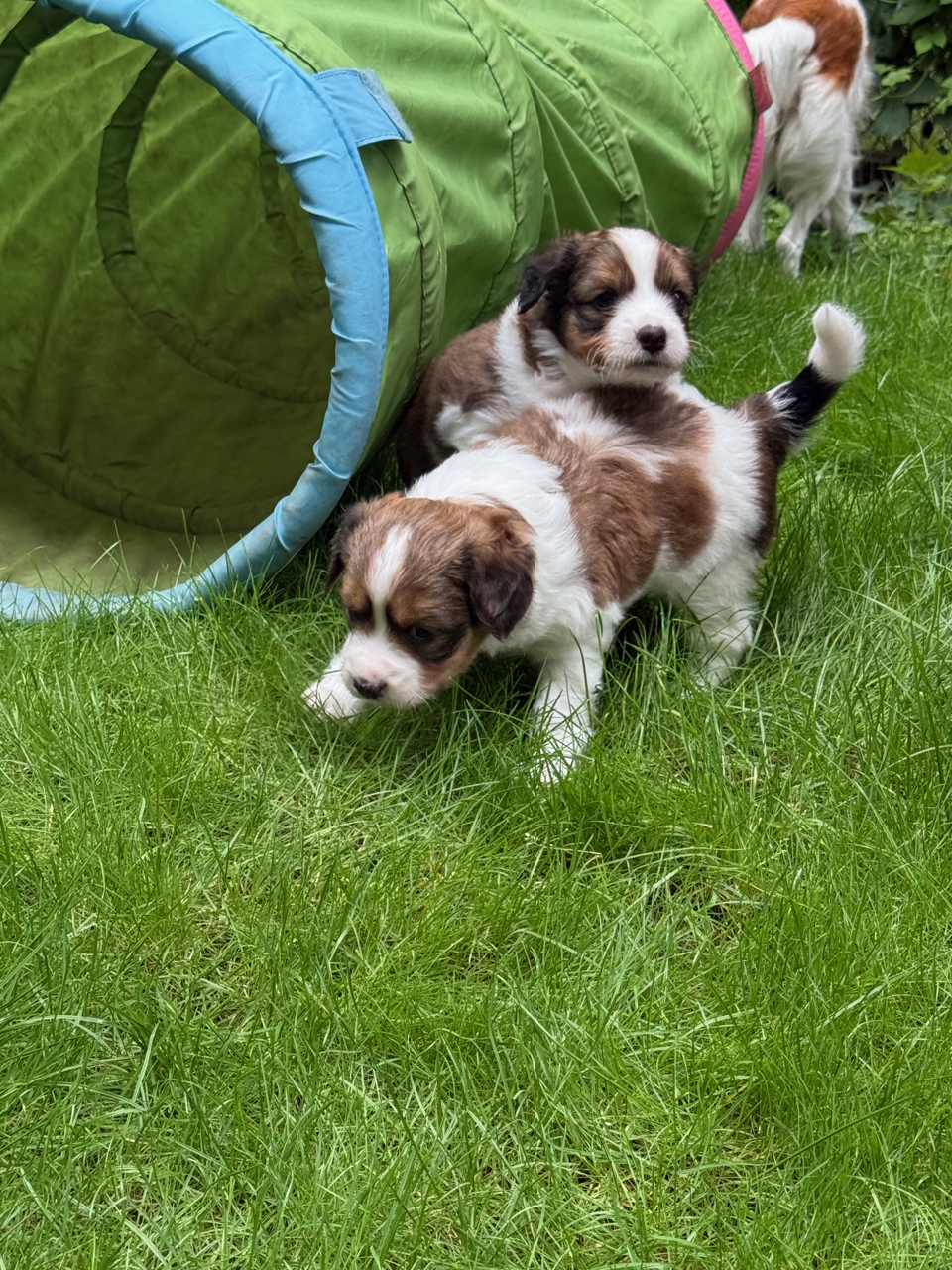 Kooikerhondje Welpen