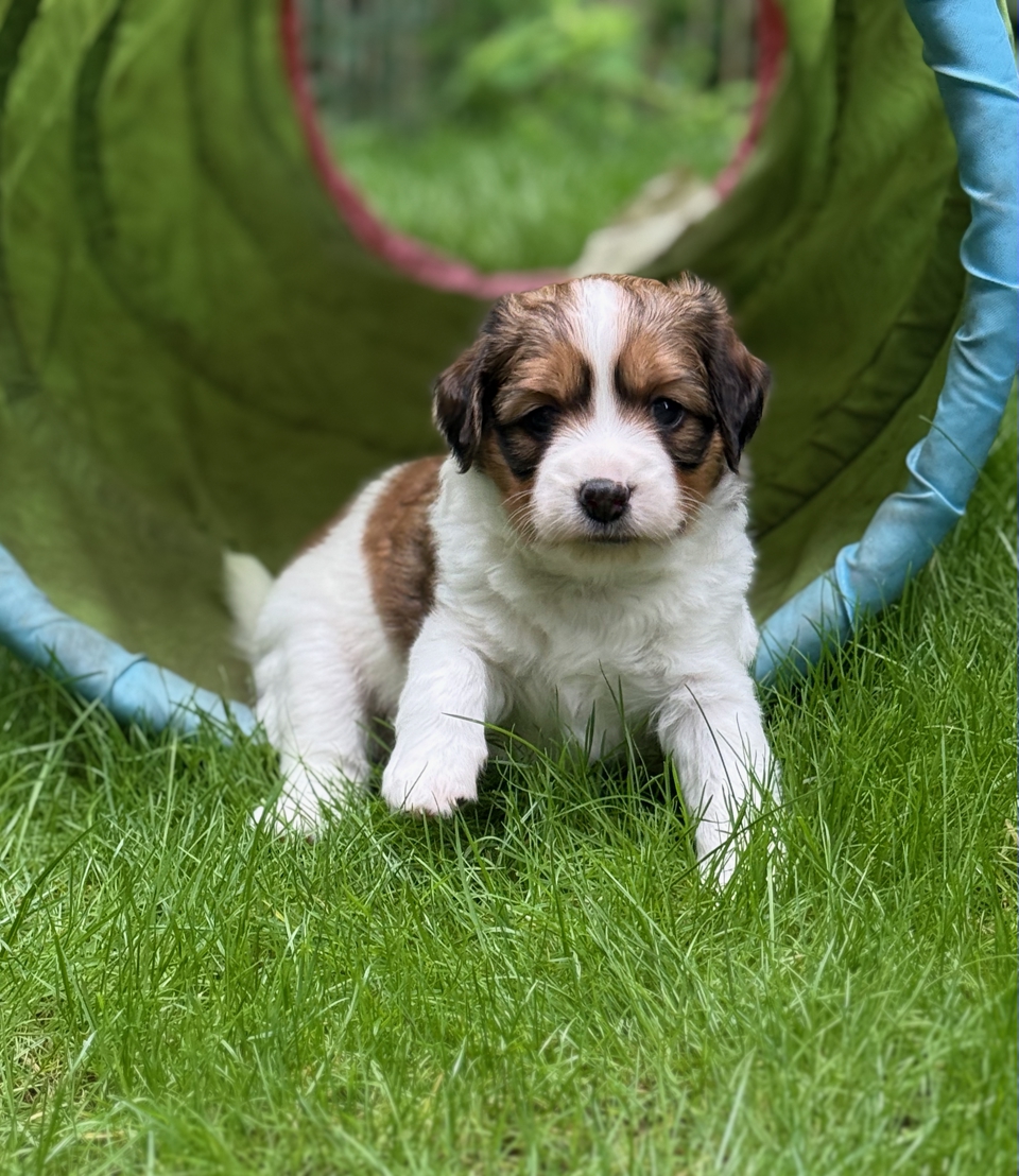 Kooikerhondje Welpen