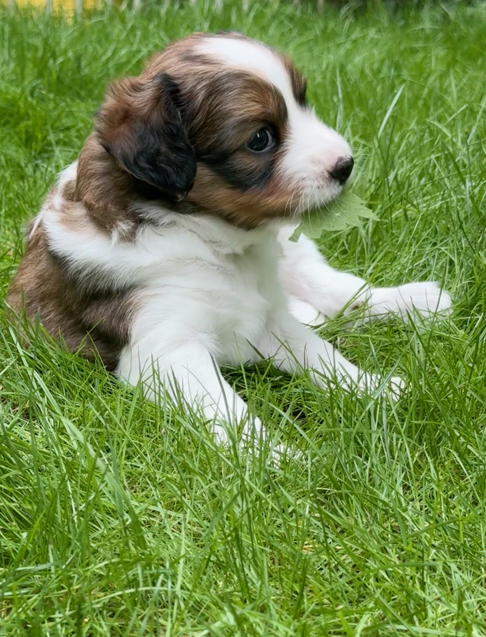 Kooikerhondje Welpen