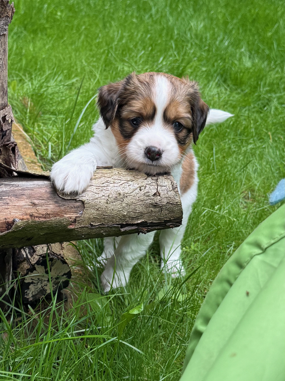 Kooikerhondje Welpen