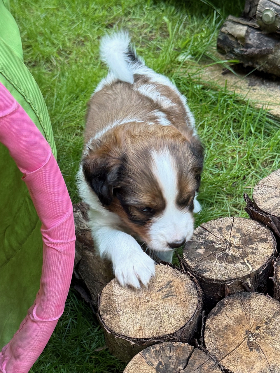 Kooikerhondje Welpen
