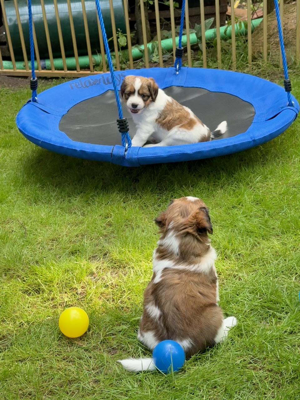 Kooikerhondje Welpen