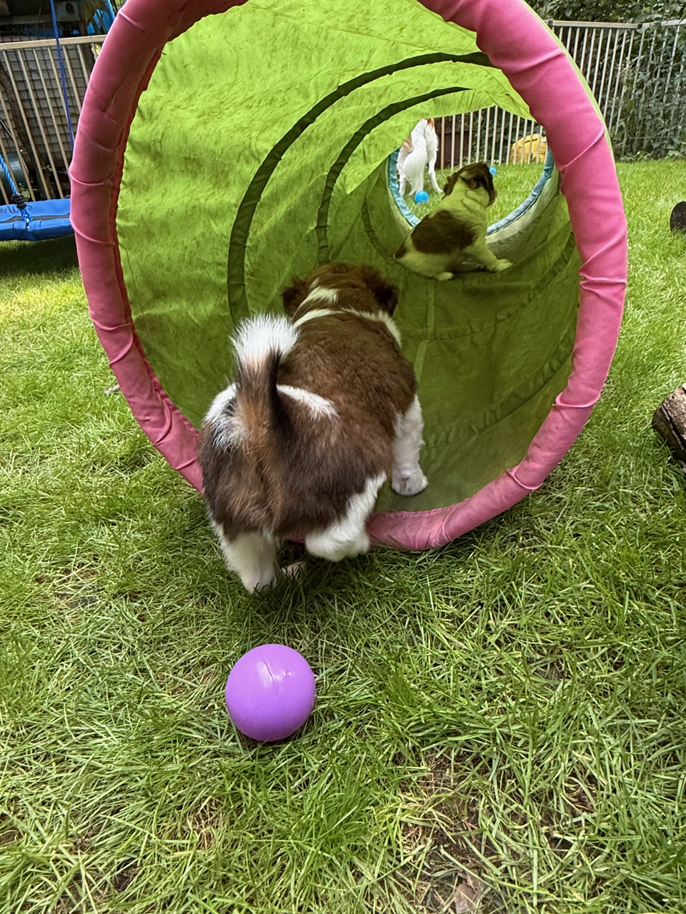 Kooikerhondje Welpen