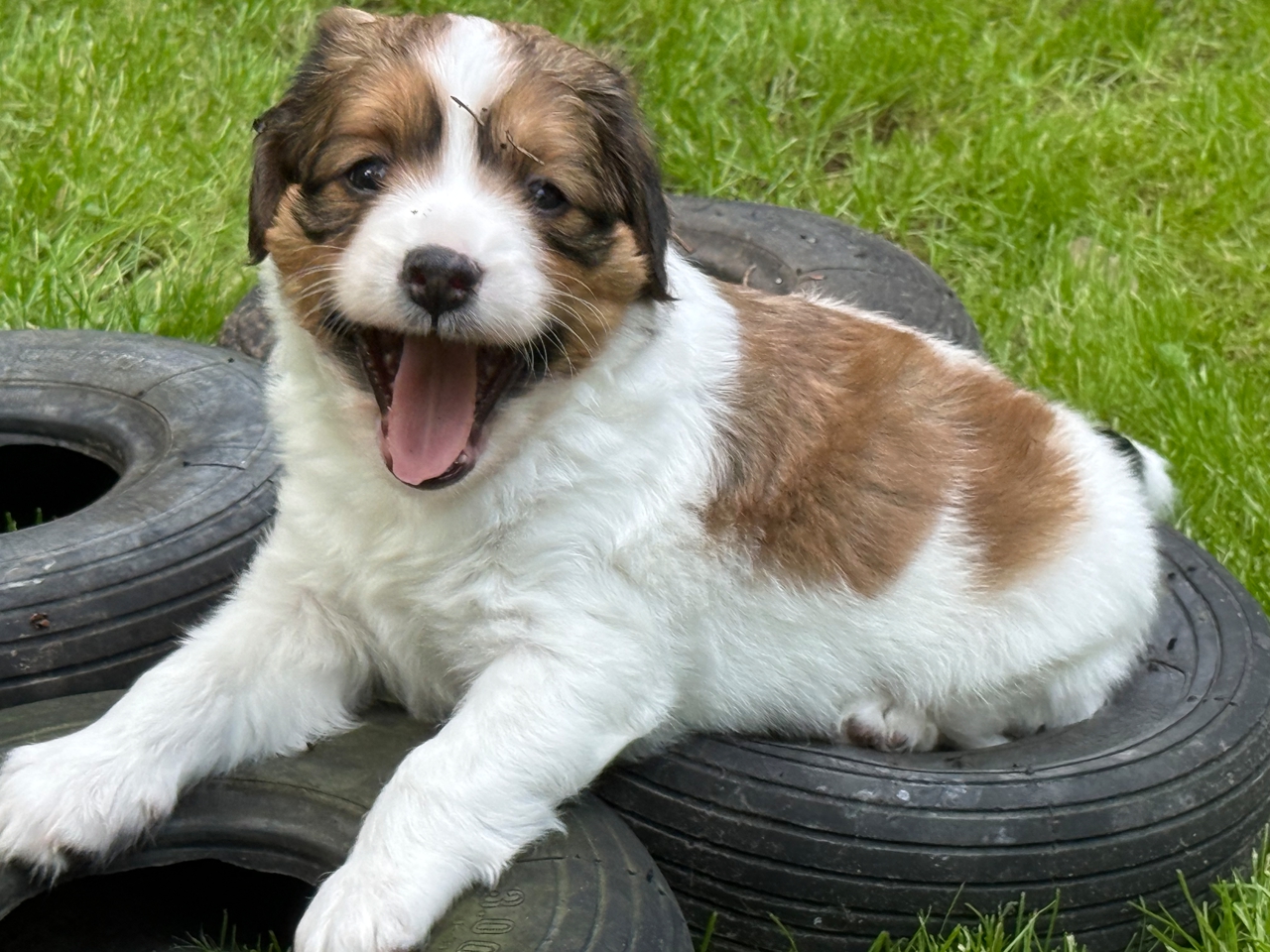 Kooikerhondje Welpen