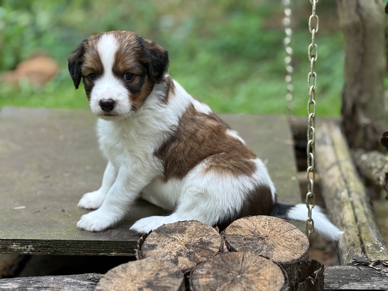 Kooikerhondje Welpen