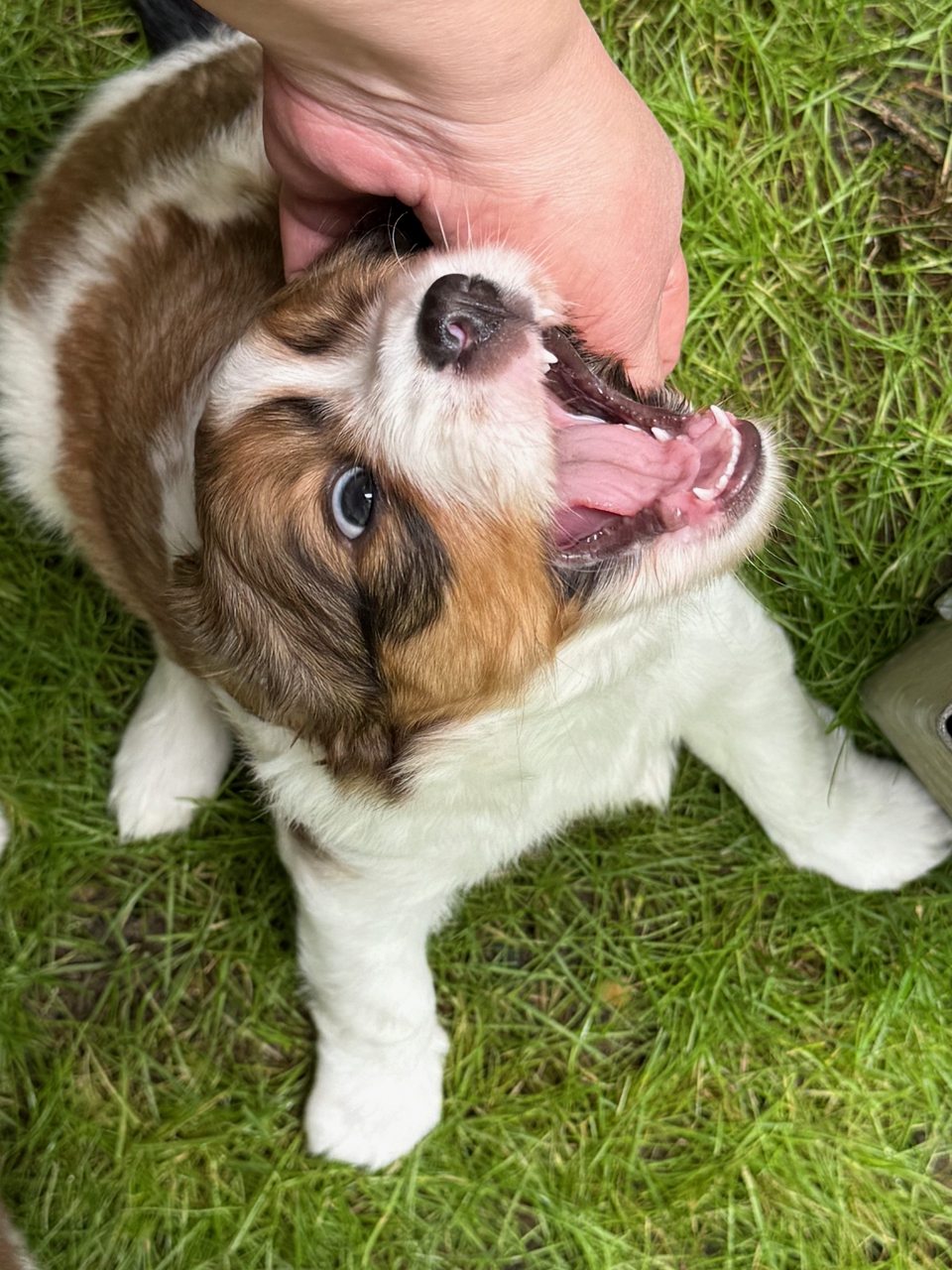 Kooikerhondje Welpen