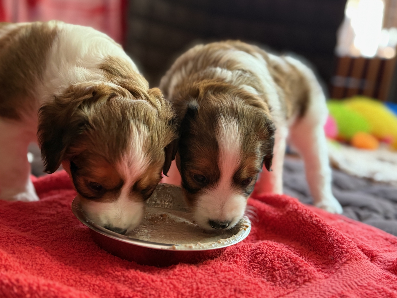 Kooikerhondje Welpen
