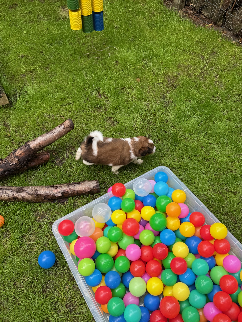 Kooikerhondje Welpen