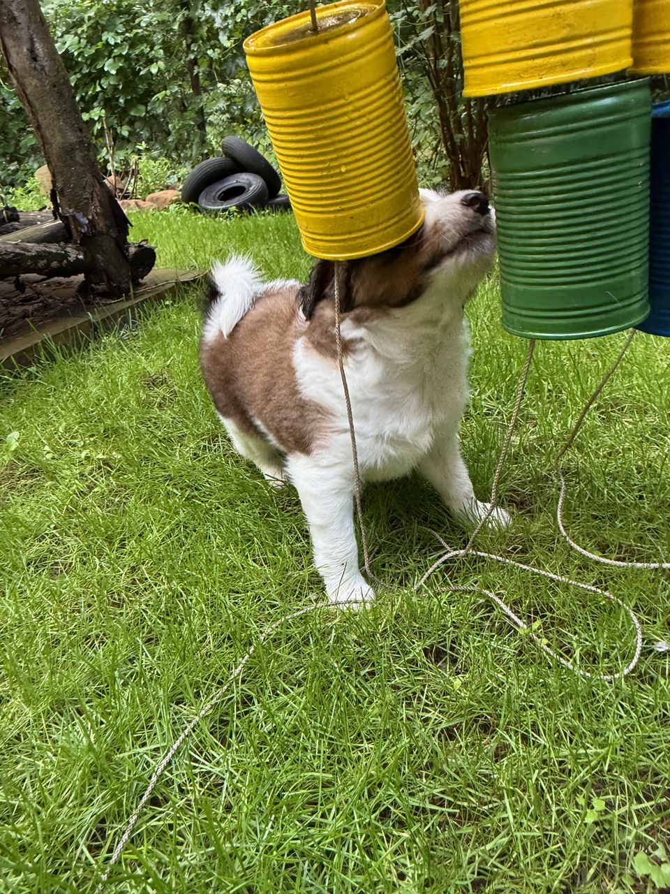 Kooikerhondje Welpen