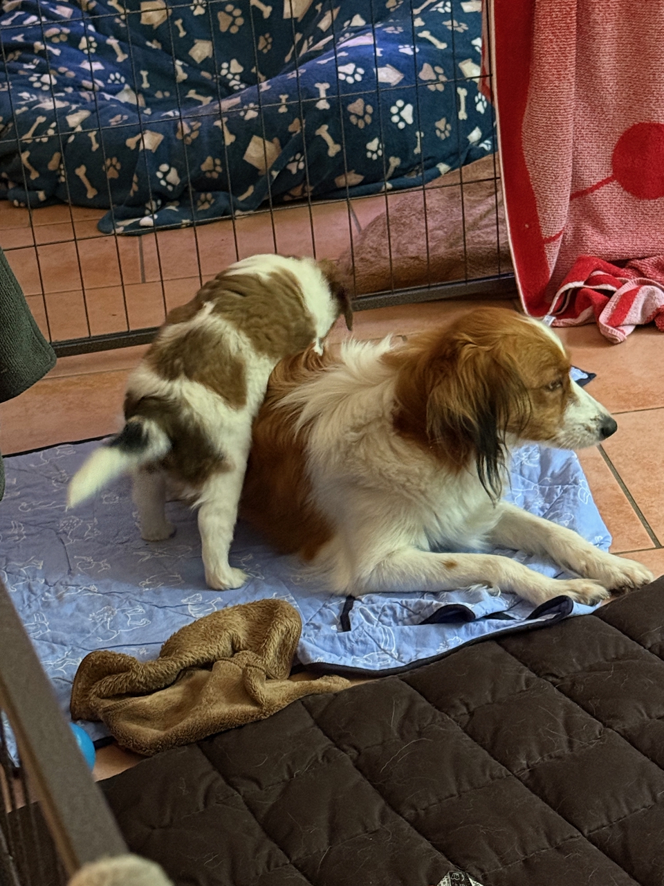 Kooikerhondje Welpen