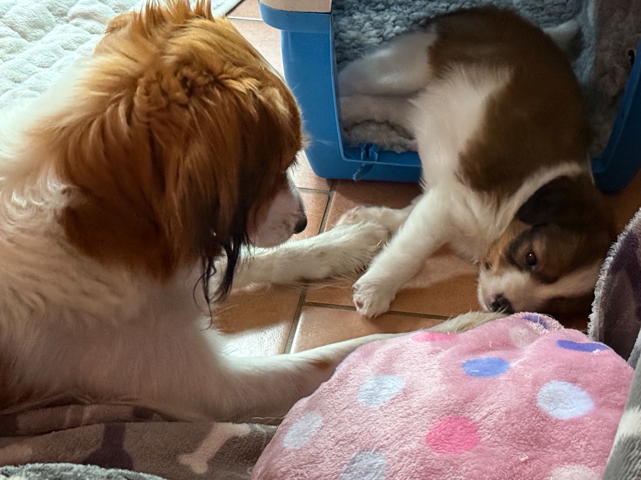 Kooikerhondje Welpen