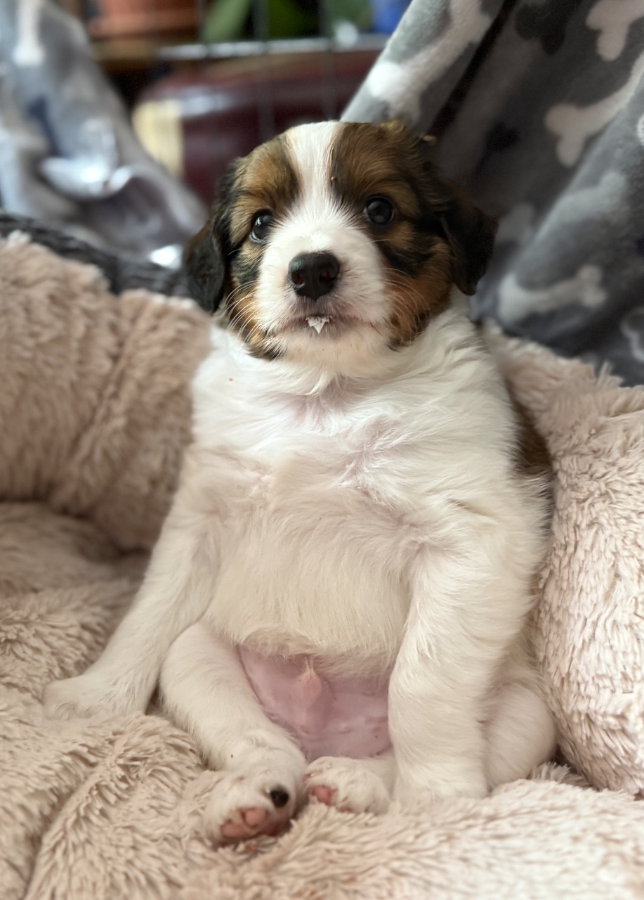 Kooikerhondje Welpen