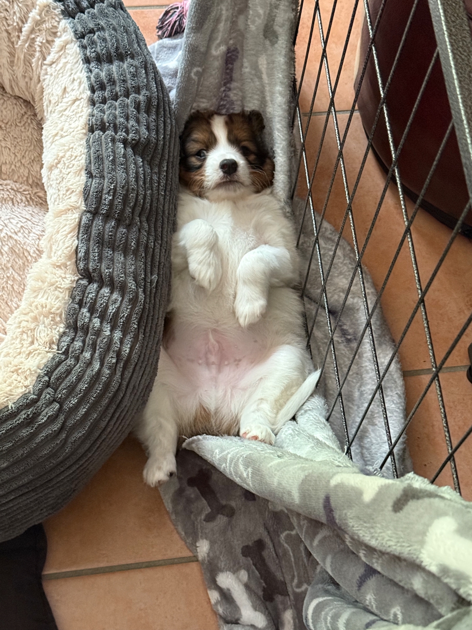 Kooikerhondje Welpen