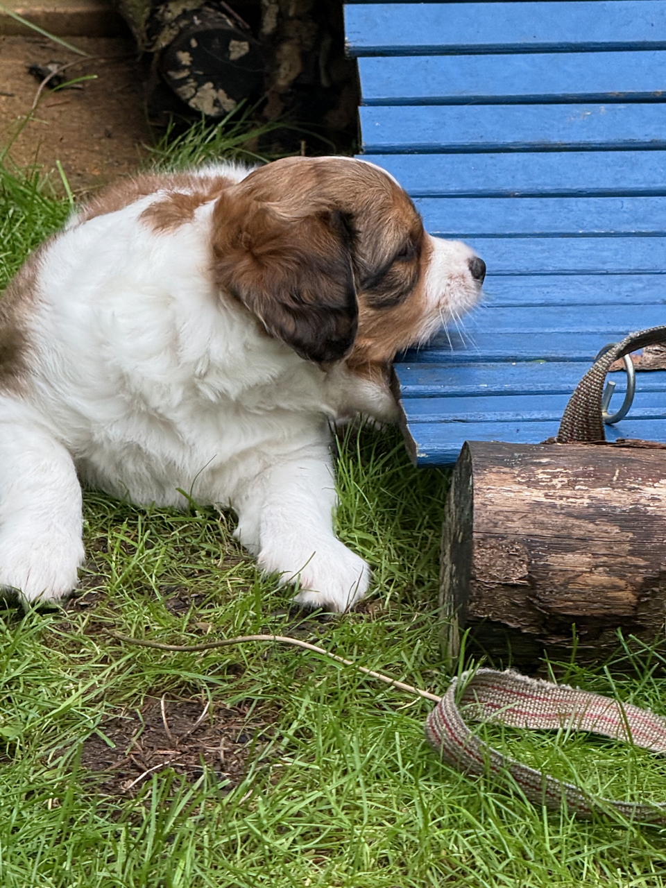 Kooikerhondje Welpen