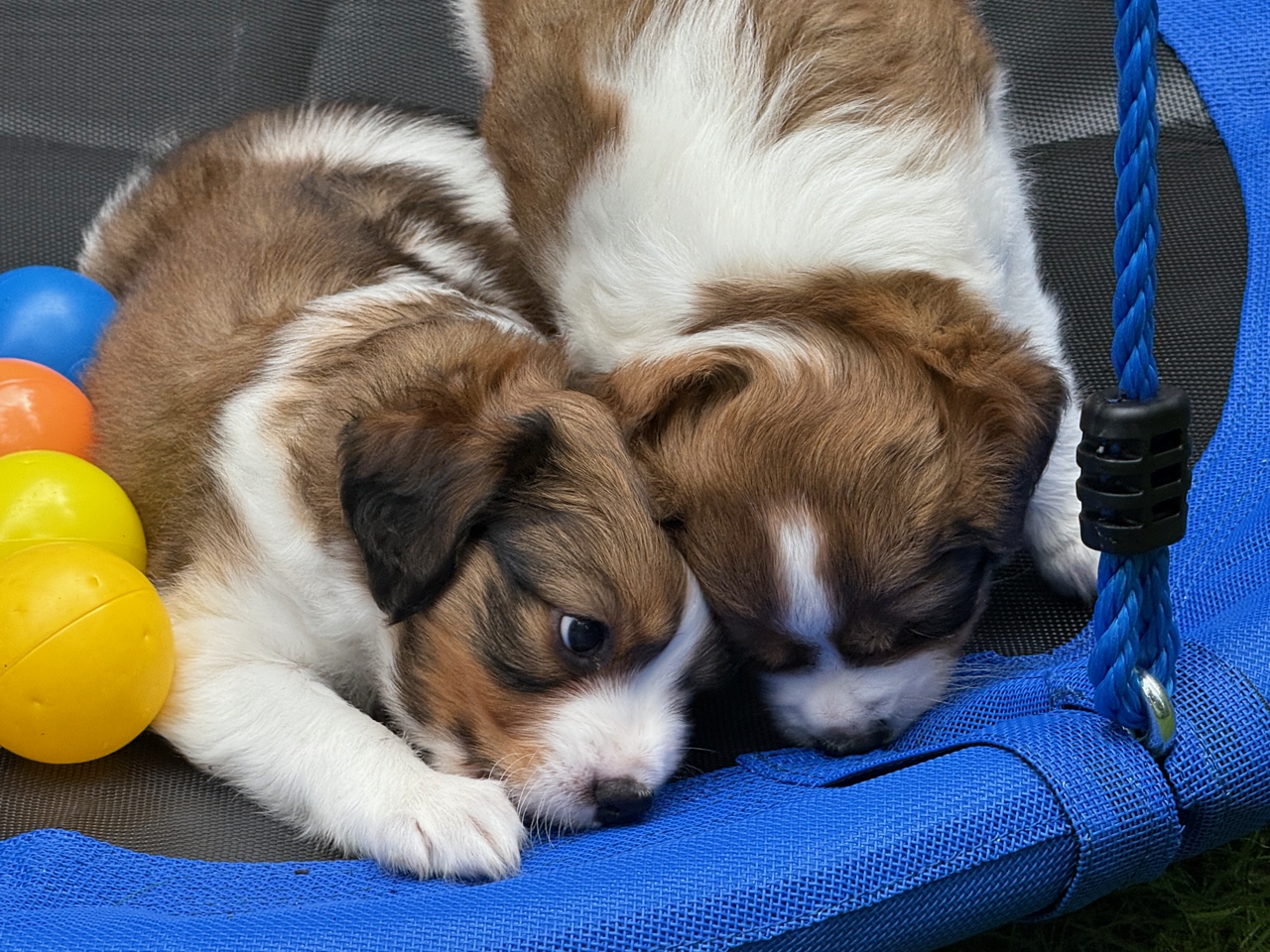 Kooikerhondje Welpen