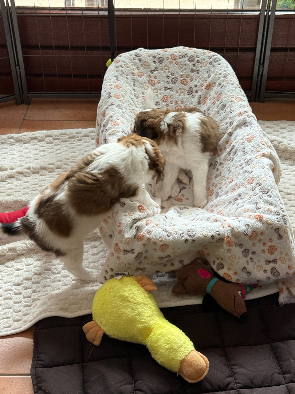Kooikerhondje Welpen