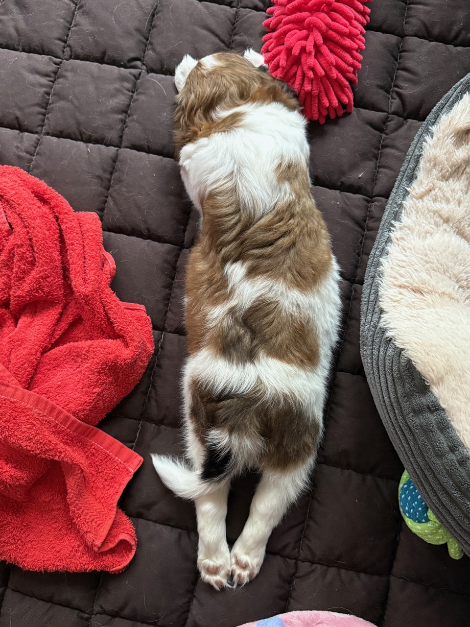 Kooikerhondje Welpen