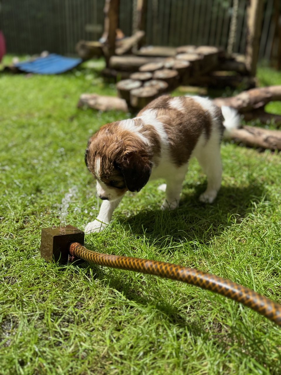 Kooikerhondje Welpen