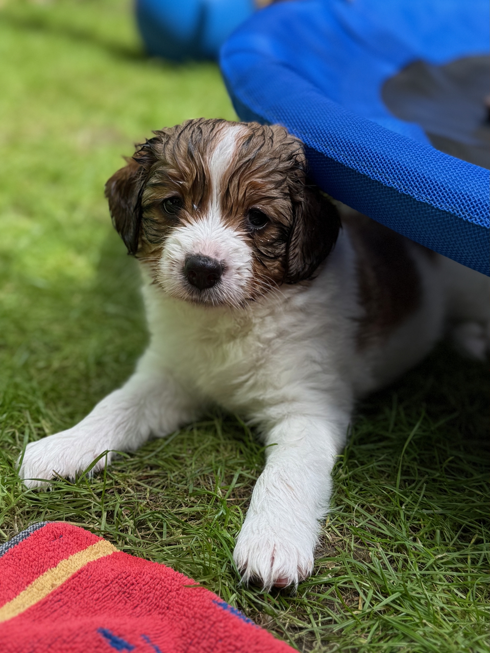 Kooikerhondje Welpen