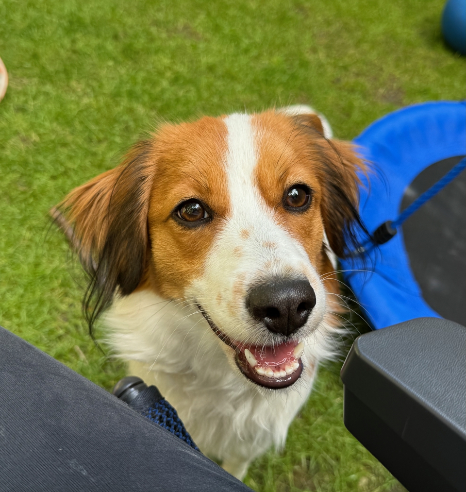 Profil Kooikerhondje Hündin Bentje