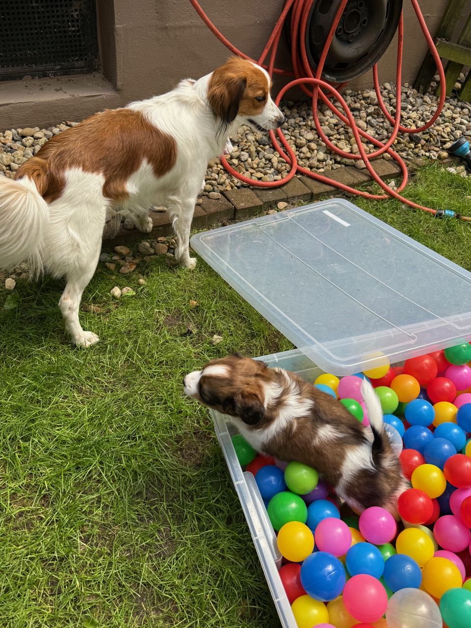 Kooikerhondje Welpen